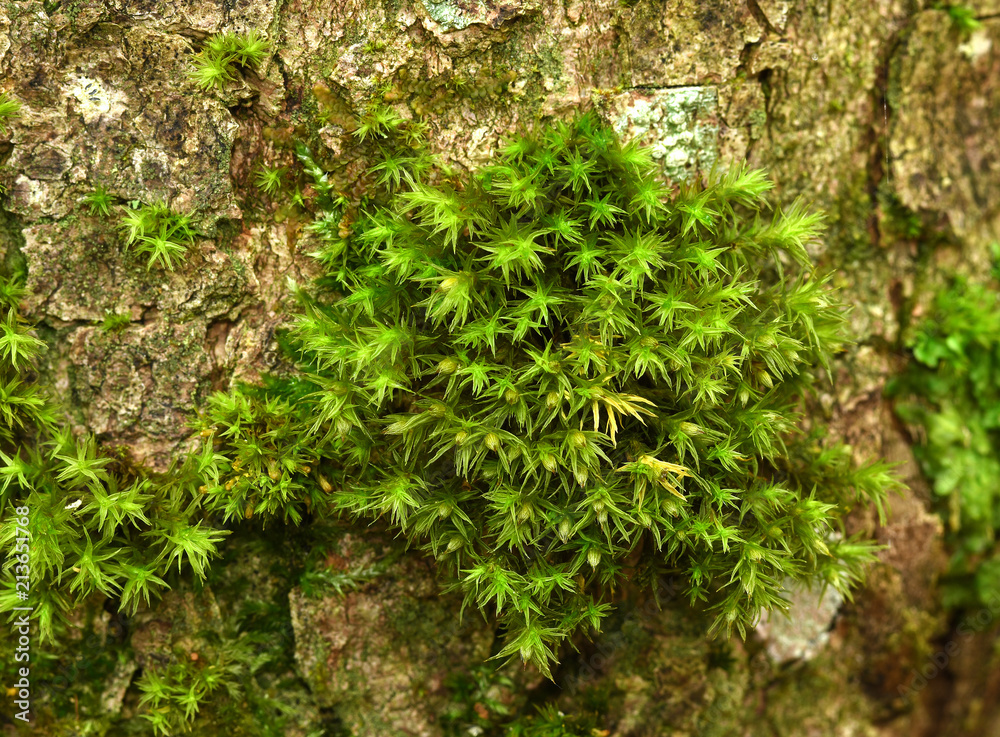 Moos; Goldhaarmoos; Moos an Baumstamm; moss at tree trunk; Moos; Goldhaarmoos; Moos an Baumstamm; moss at tree trunk;