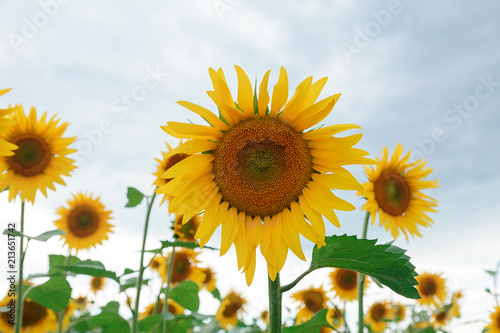 big yellow sunflower flower on the sky background