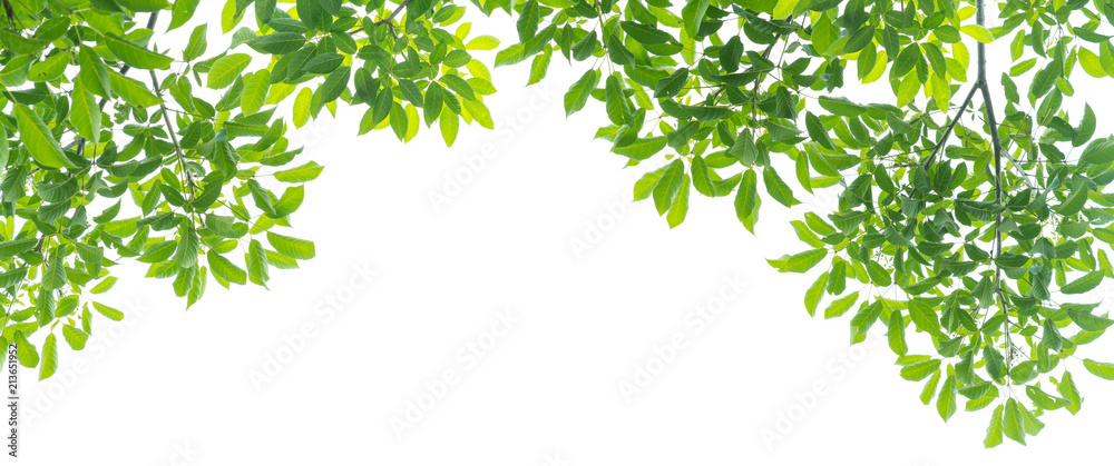 panoramic Green leaves on white background