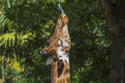 vertical image with detail of a giraffe eating from a tree with its tongue sticking out