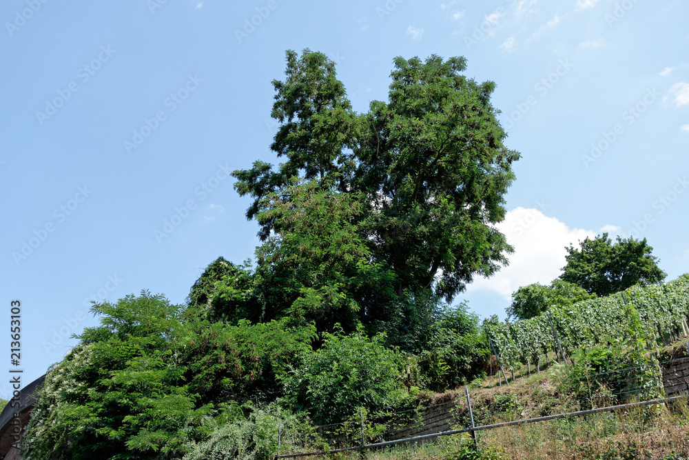Fototapeta premium Beautiful nature, landscape and vineyard.