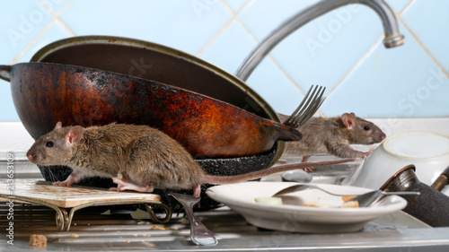 Two young rat (Rattus norvegicus) climbs on dirty dishes in the kitchen sink. two old pans and crockery. small DoF focus put only to one rat