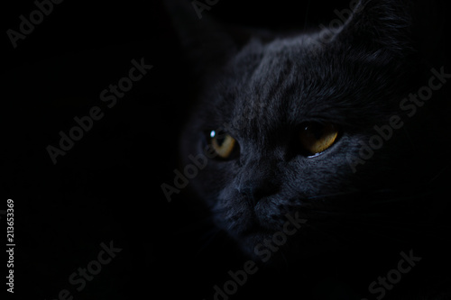 Foto Chartreux in Dachboden