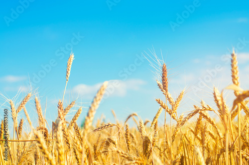 wheat spike and blue sky close-up. a golden field. beautiful view. symbol of harvest and fertility. Harvesting  bread.