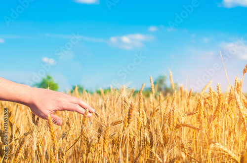 Wheat sprouts in a farmer s hand. wheat culture and blue sky closeup. a golden field. beautiful view. symbol of harvest and fertility. Harvesting  bread. place for text