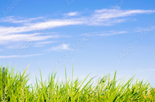 fresh grass on and blue sky. landscape. beautiful view. nature, environment. background for design. selective focus