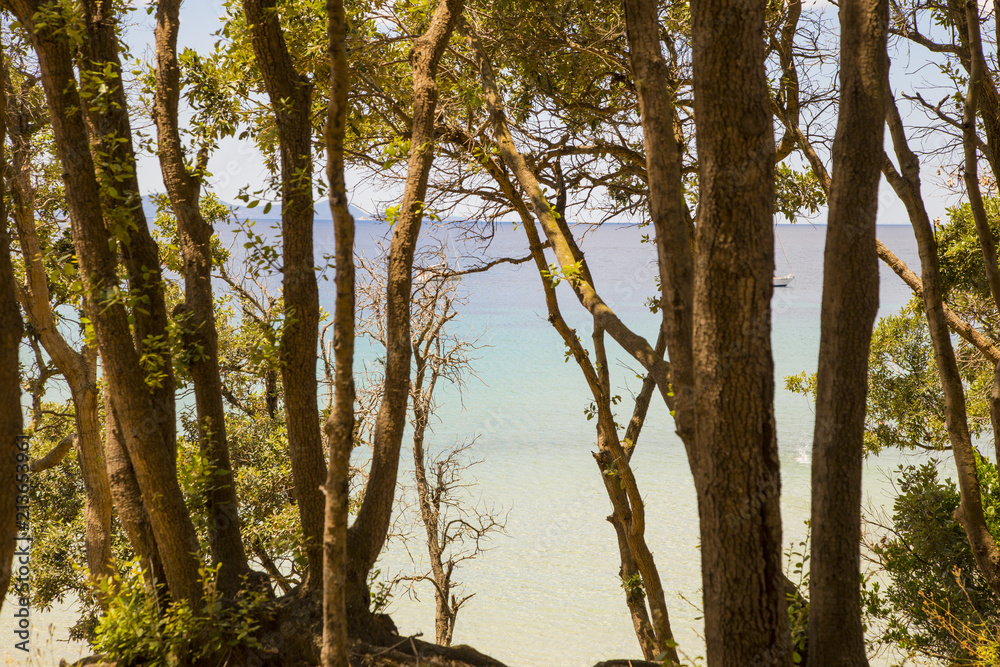 image of the sea through the pine forest in Cala Violina in the Tuscan Maremma