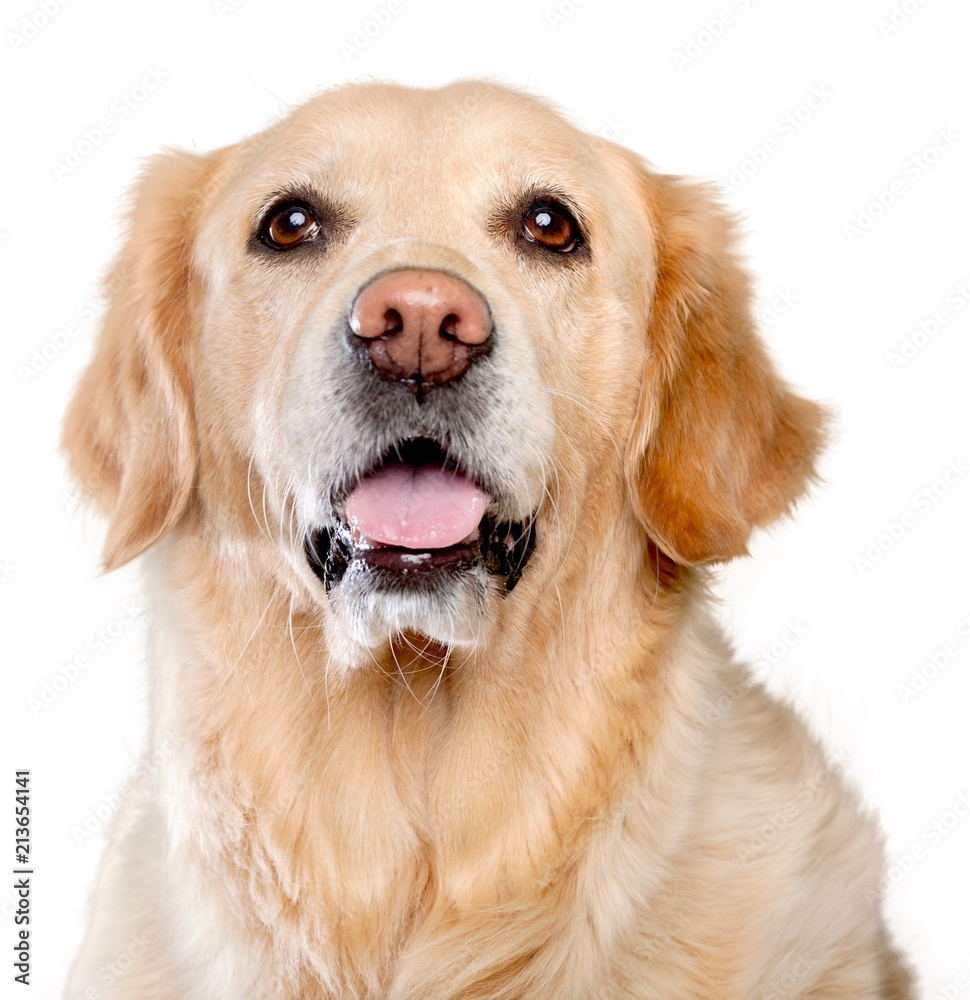Golden Retriever's Head Close-Up - isolated image