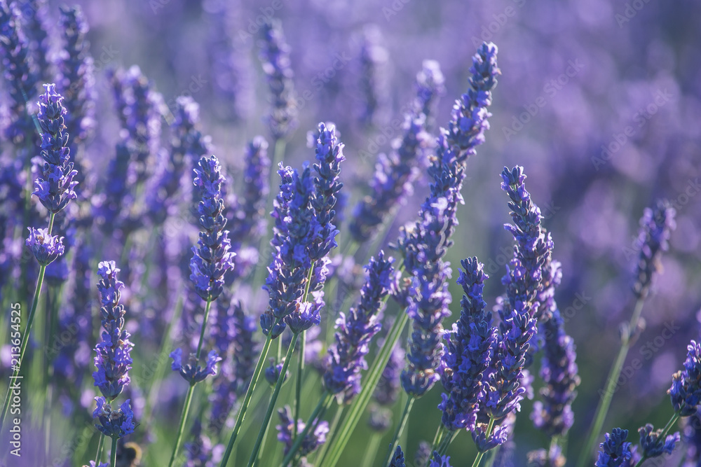 Fototapeta premium Beautiful lavender flowers in bloom. 