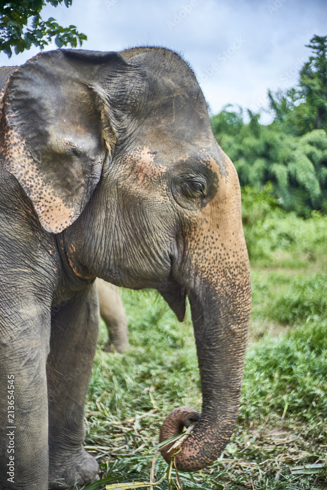 Naklejka premium elephant play with grass