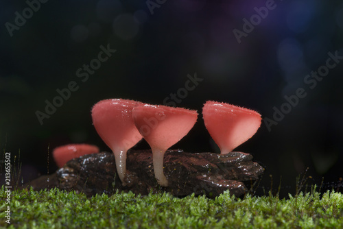 Selective focus of macro group cookeina tricholoma (phylum Ascomycota) and bokeh background photo