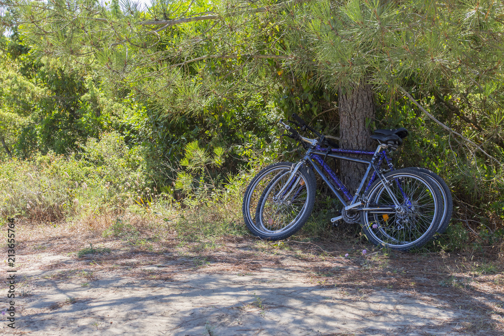 image of a couple of bikes parked under a tree along a path