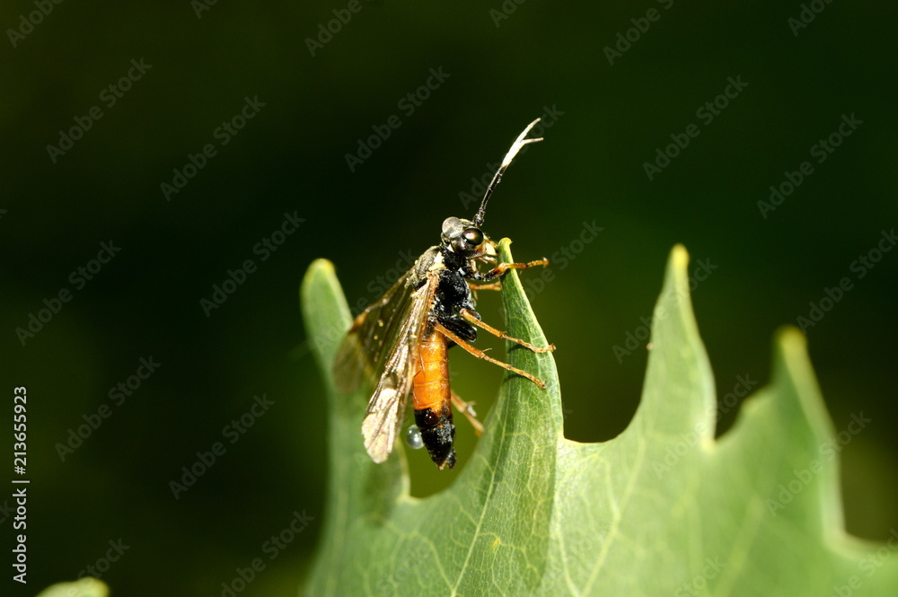 the wasp rider after the rain the wasp rider after the rain