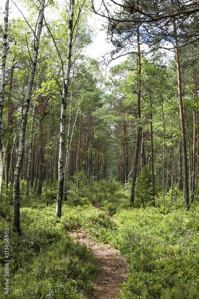 Obraz premium A path in the summer forest