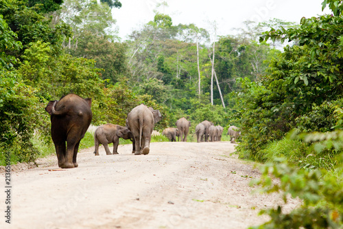 Pygmy Elephants, Kinabatangan, Borneo, Malaysia
