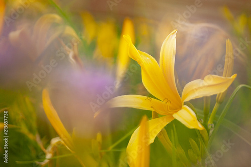 A soft image of a daylily with purple out of focus flowers in front.