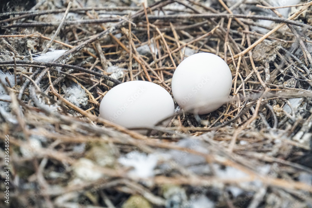 bird nest white pigeon dove eggs lay on the nest