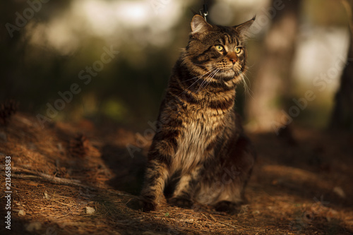 Fotografía cute Maine Coon cat in the forest for a walk