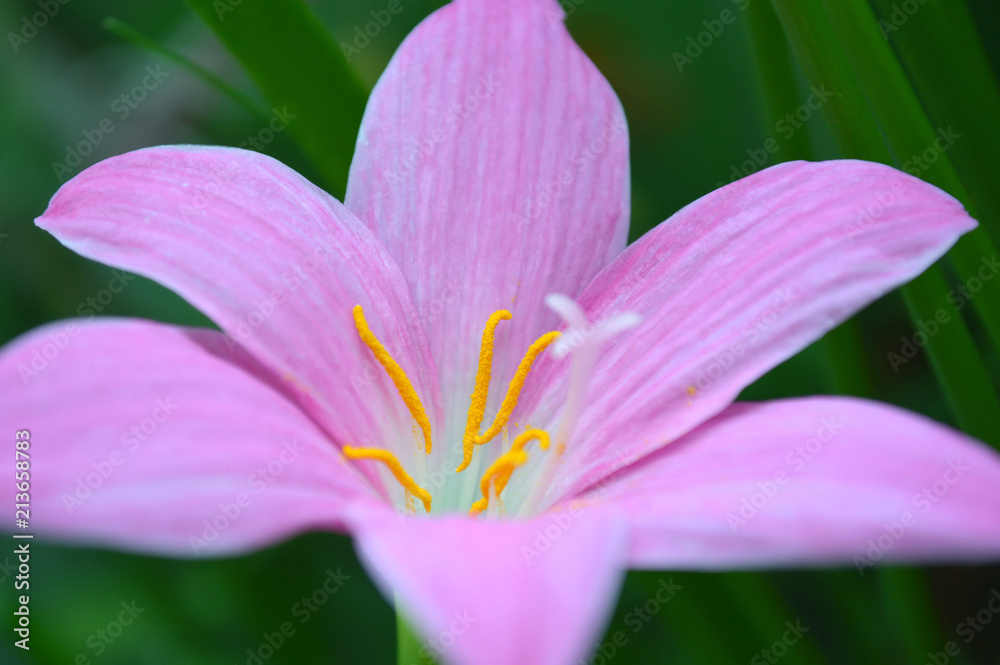 Pink rain lily, Zephyranthes sp., Central of Thailand