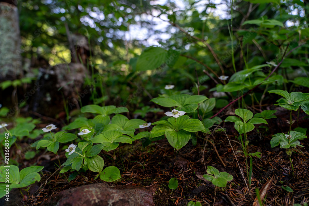 Forest floor Forest floor