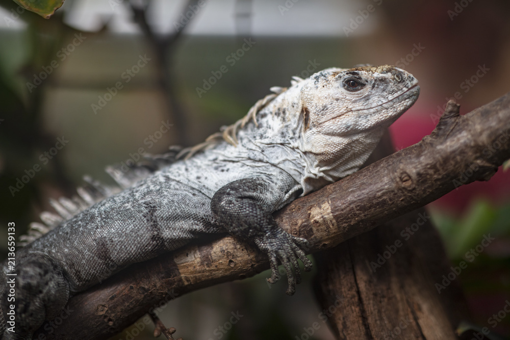 Fototapeta premium resting iguana