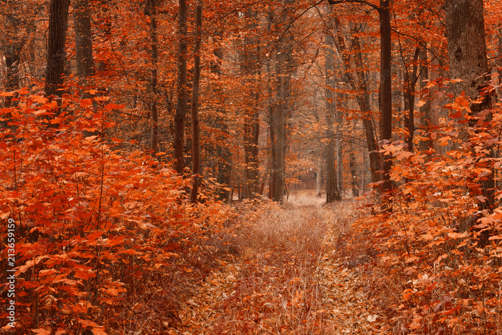 Obraz premium Dirty road in autumn beech forest.