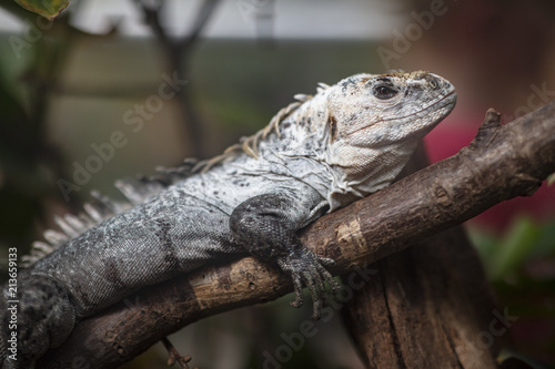 resting iguana