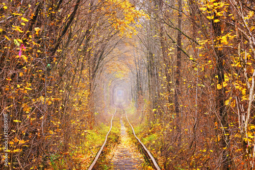 Fall autumn tunnel of love in Klevan Ukraine.