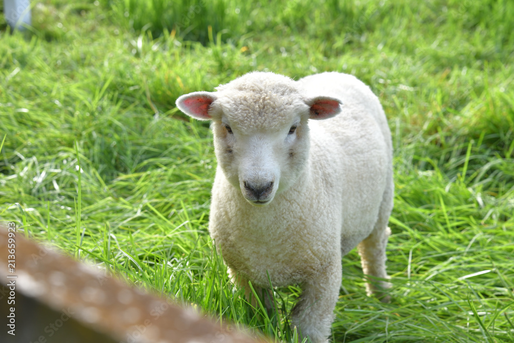 Flauschiges Schaf