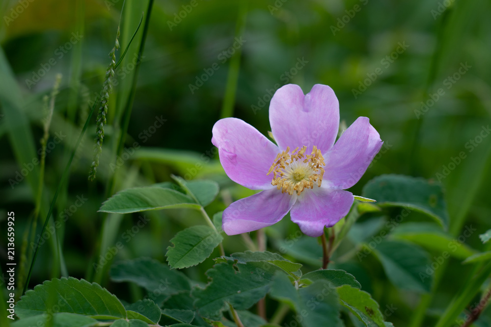 Wild flower Wild flower