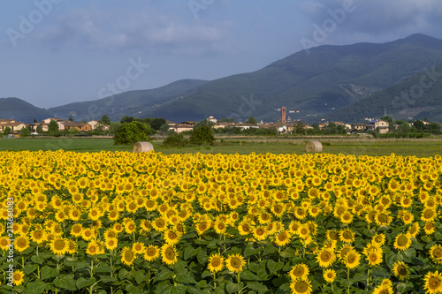 The beautiful countryside around Bientina, with sunflowers and hay bales in the summer season, Pisa, Tuscany, Italy