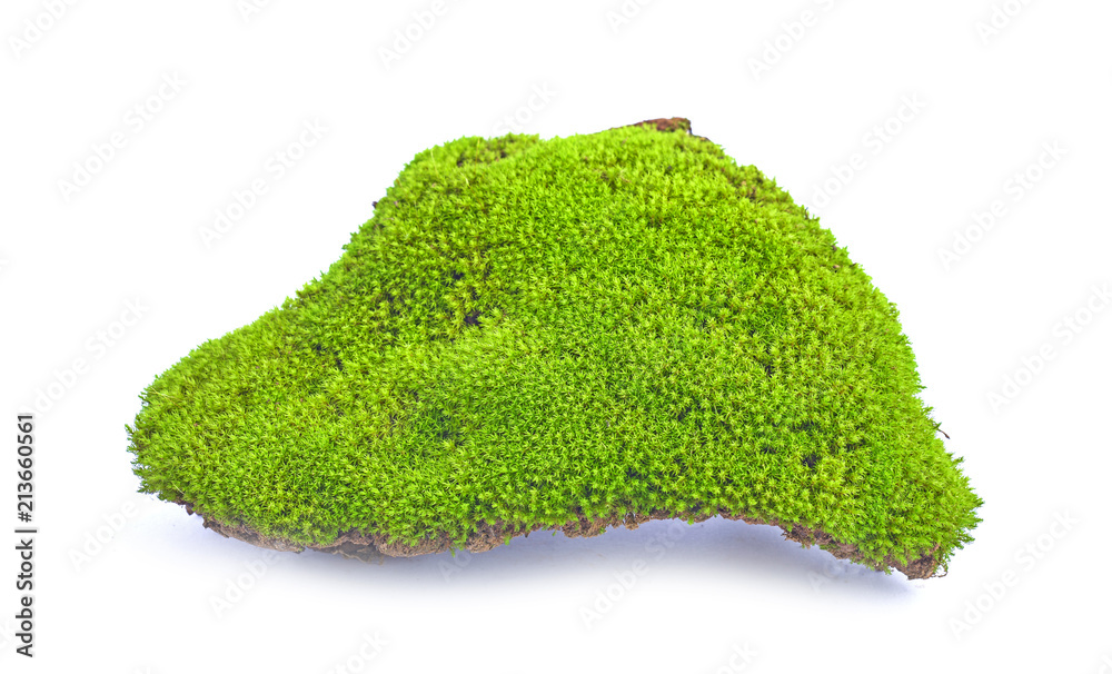 Fototapeta premium moss isolated on white background