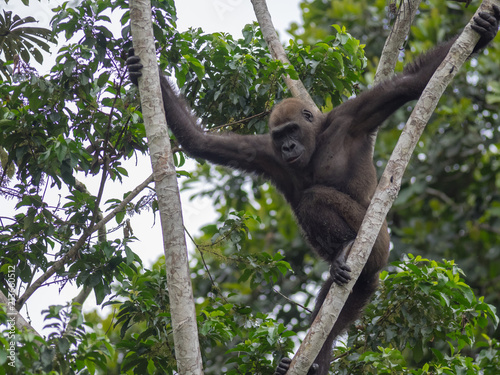 Gorilla in Gabon Endangered eastern gorilla in the beauty of african jungle (Gorilla gorilla)