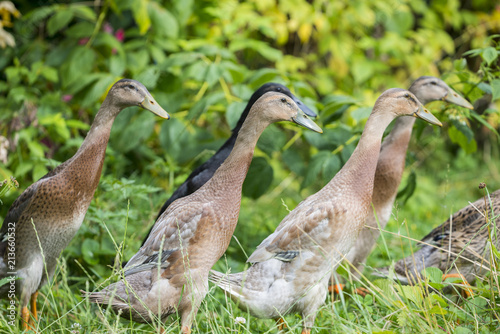 flock of indian runner ducks in the garden