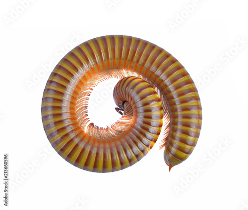 brown Millipede rolled in to circle on white background