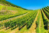 Vineyards in the Mosel Valley in Germany at springtime