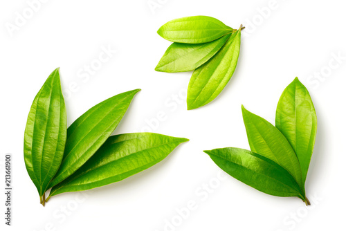 fresh cinnamon leaves isolated on the white background  top view