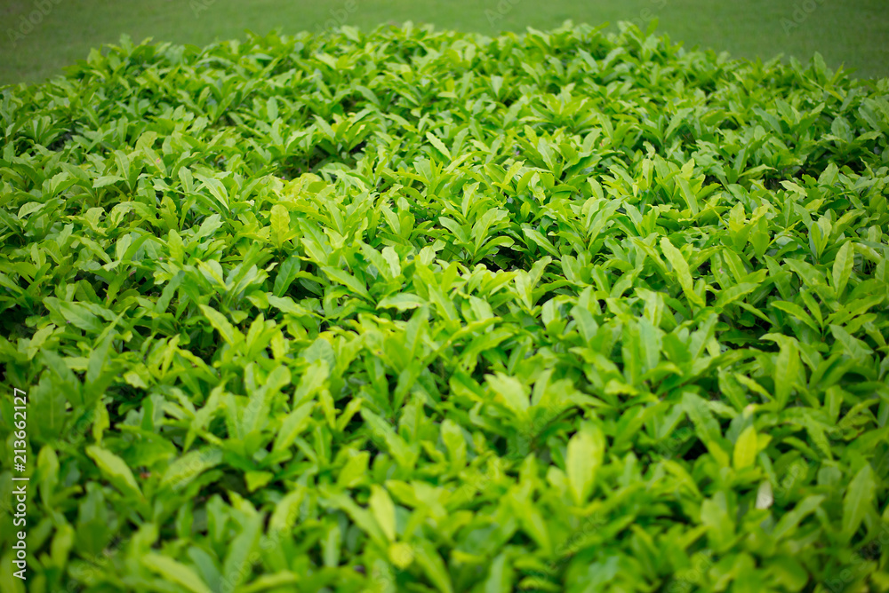 Leaves sprout dense trees and lush.