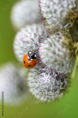  Ladybug macro insect 