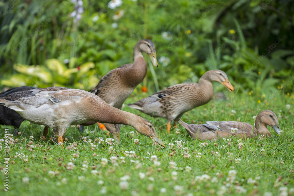 flock of indian runner ducks in the garden flock of indian runner ducks in the garden