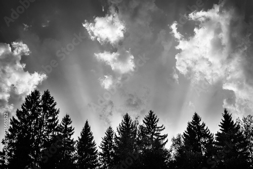 Rays of light above the trees at sunset © maplestudio