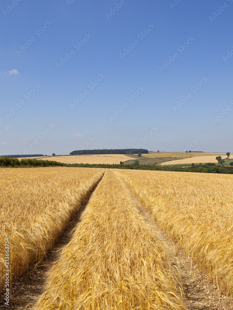 Fototapeta premium golden barley with tyre tracks