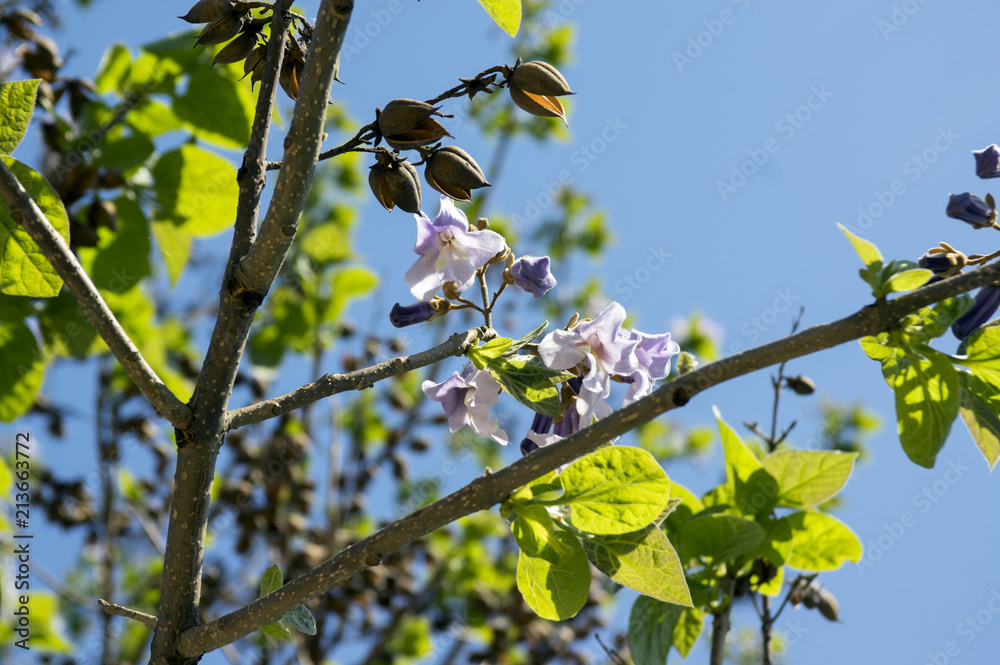 Paulownia tomentosa ornamental flowering tree, branches with green leaves, seeds and violet bell flowers