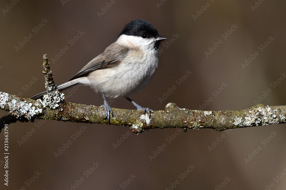 Meise; Sumpfmeise; Poecile palustris; marsh tit; Meise; Sumpfmeise; Poecile palustris; marsh tit;