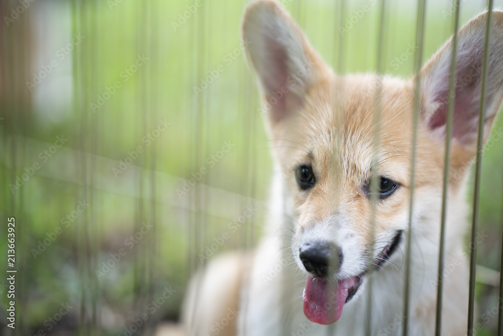 corgi puppy sit stay and calm in the cage, nobody, lonely, cute dog - obrazy, fototapety, plakaty 