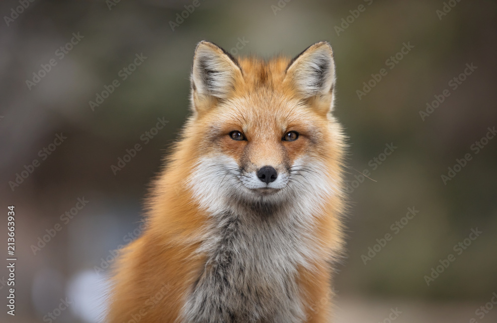 Red fox, Canada - obrazy, fototapety, plakaty 