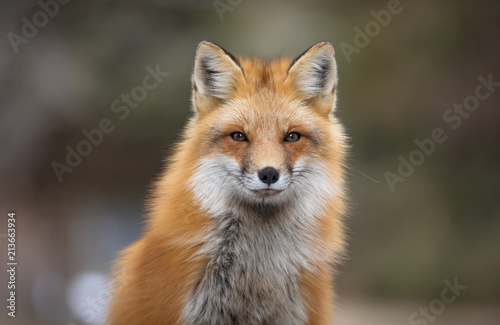 Red fox, Canada photo