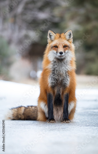 Fotografie Red fox, Canada