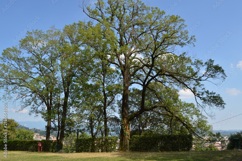 Obraz premium natura