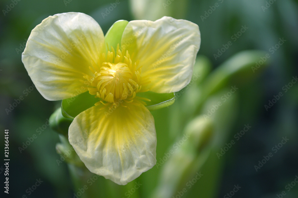 Yellow velvetleaf flower, Limnocharis sp., from Central of Thailand Yellow velvetleaf flower, Limnocharis sp., from Central of Thailand